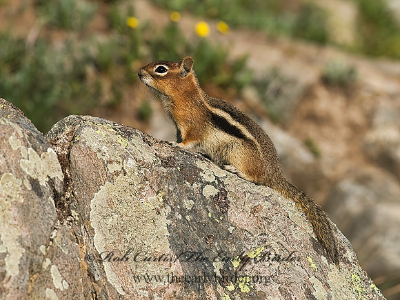 Callospermophilus lateralis  GOLDEN MANTLED SQUIRREL 6027287z