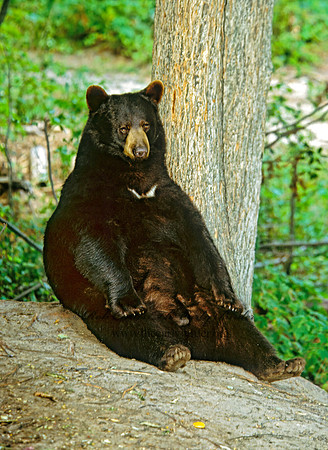Ursus americanus  BLACK BEAR  302612z