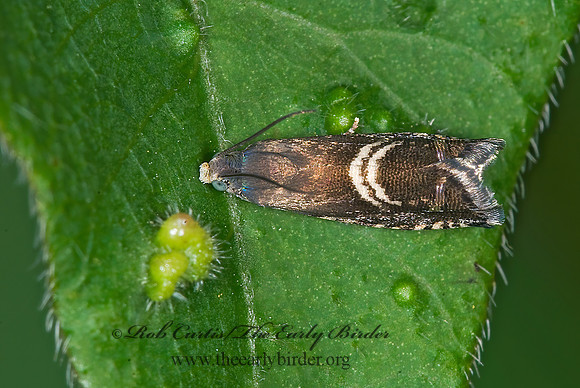 Grapholita interstinctana CLOVER HEAD CATERPILLAR MOTH 6014022z