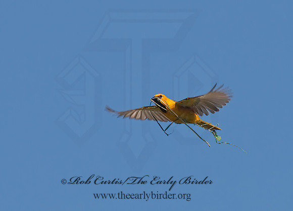 Icterus gularis  ALTAMIRA ORIOLE 7005494z
