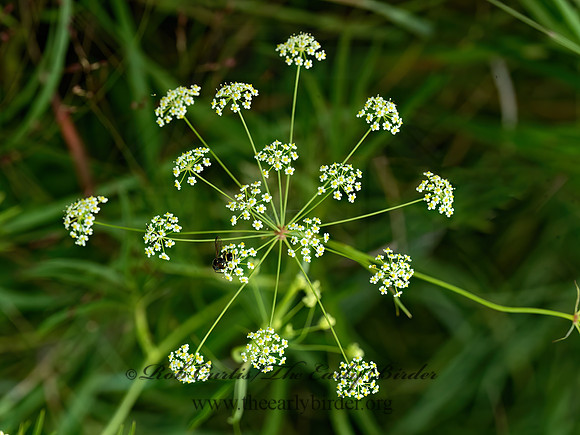 Perideridia americana  THICKET PARSLEY 9040544z