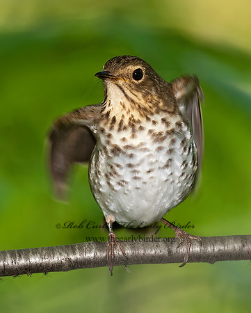 Catharus ustulatus  SWAINSON'S THRUSH 8022276z