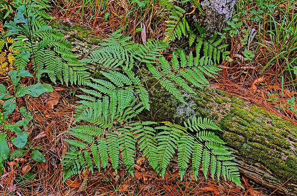 Pteridium aquilinum  BRACKEN FERN 261312z