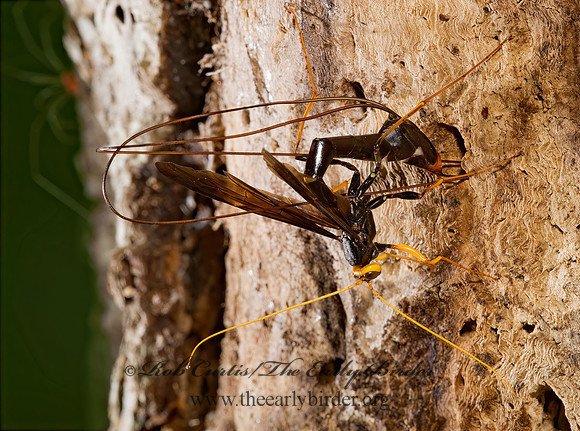 Megarhyssa atrata 8006003 Fz