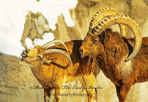 Capra ibex sibirica  SIBERIAN IBEX 160620z