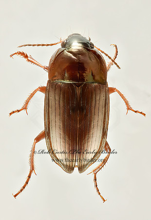 Amara anthobia  SEED-EATING GROUND BEETLE 9017554z