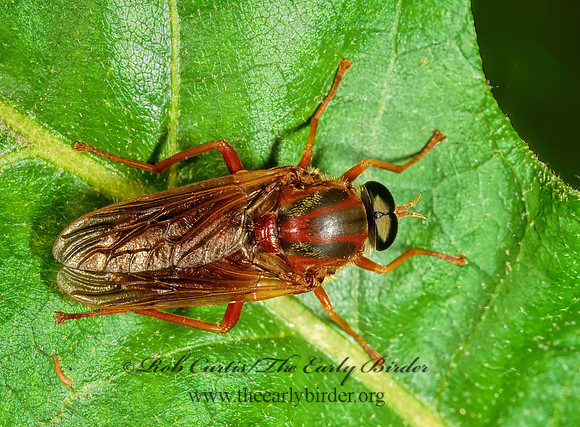 Coenomyia ferruginea XYLOPHAGID FLY 1111722z