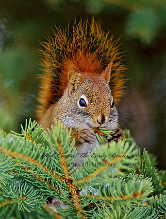 Tamiasciurus hudsonicus  AMERICAN RED SQUIRREL  161628 z