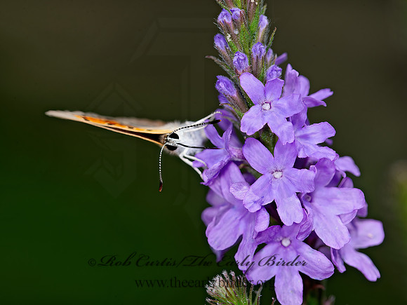 Lycaena phlaeas  AMERICAN COPPER 9047212z