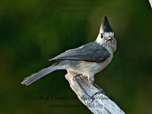 Baeolophus atricristatus  BLACK-CRESTED TITMOUSE 3032941z