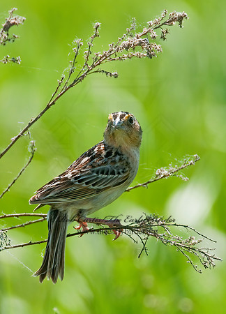 Ammodramus savannarum  GRASSHOPPER SPARROW 3008425z