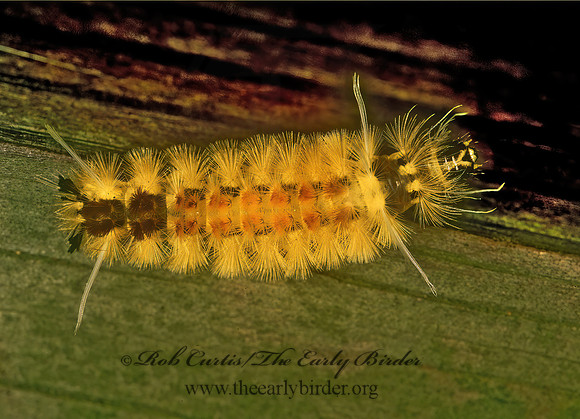Halysidota tessellaris BANDED TUSSOCK MOTH 70619 lrvz