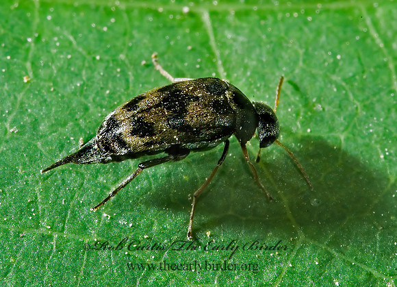 Paramordellaria triloba 5009798z