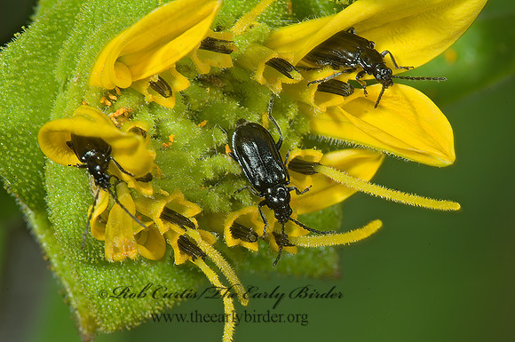 Diabrotica cristata LUPERINI LEAF BEETLE 4003428z