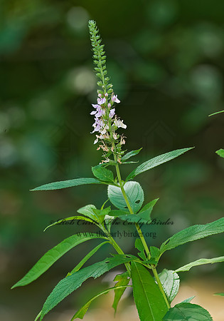 Teucrium canadense  AMERICAN GERMANDER 8006387z