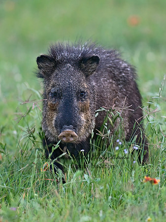 Tayassu angulatus  JAVELINA 6022739z