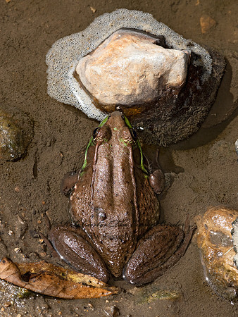 Lithobates clamitans  GREEN FROG 3022592 z