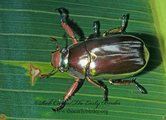 Chrysina chrysargyra 198018z