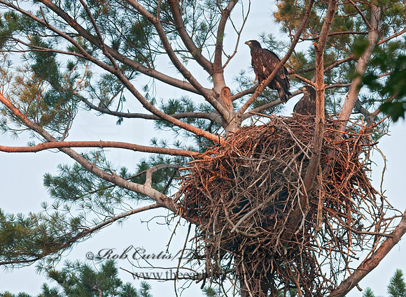 Haliaeetus leucocephalus  BALD EAGLE 3002819z