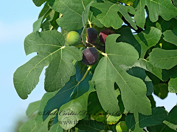 Ficus carica  FIG CULTIVAR 9040615z