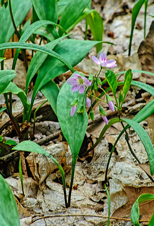 Claytonia virginica  SPRING BEAUTY 280017z