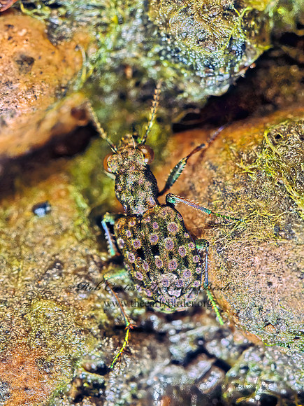 Elaphrus ruscarius 116217z