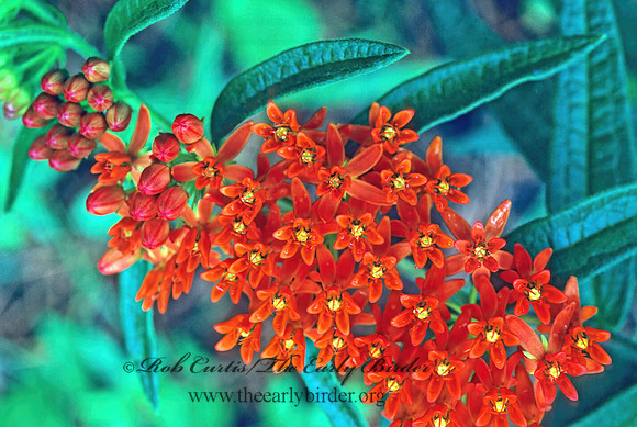 Aslcepias tuberosa  ORANGE MILKWEED 168808z