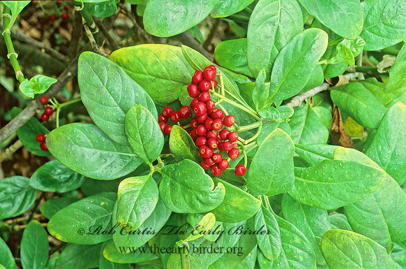 Psychotria punctata  DOTTED WILD COFFEE 248010z