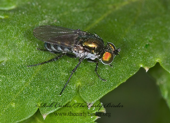 Pelastoneurus  LONGLEGGED FLY  6010359z