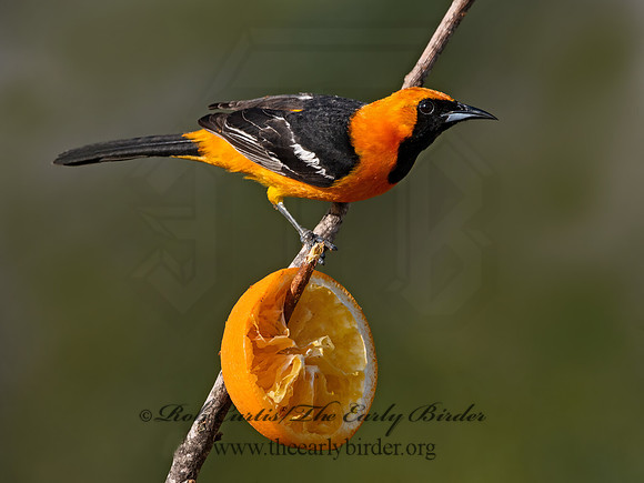 Icterus cucullatus  HOODED ORIOLE 3032355z