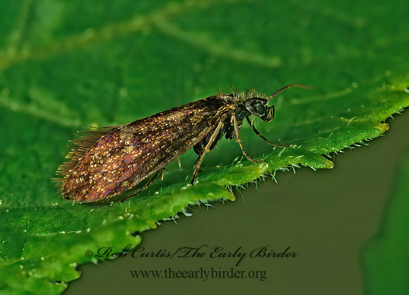 Eriocrania semipurpurella PURPLISH BIRCH-MINER MOTH 237203z