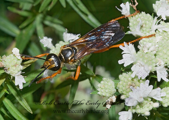 Sphex ichneumoneus 7012051z