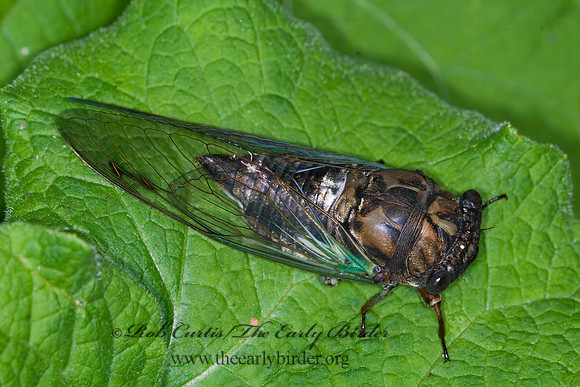 Neotibicen lyricen  LYRIC CICADA 6008997z