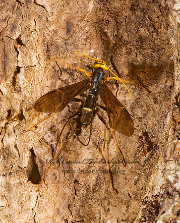 Megarhyssa atrata 8006071 Fz