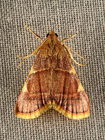 Hypsopygia olinalis  YELLOW-FRINGED  DOLICHOMIA MOTH 9052262z