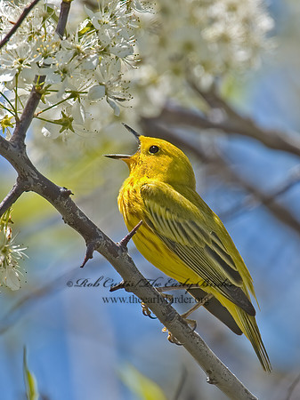 Setophaga petechia  YELLOW WARBLER 5006686z