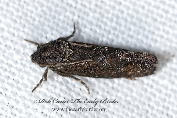 Acrolophus  TUBEWORM MOTH 3039273z
