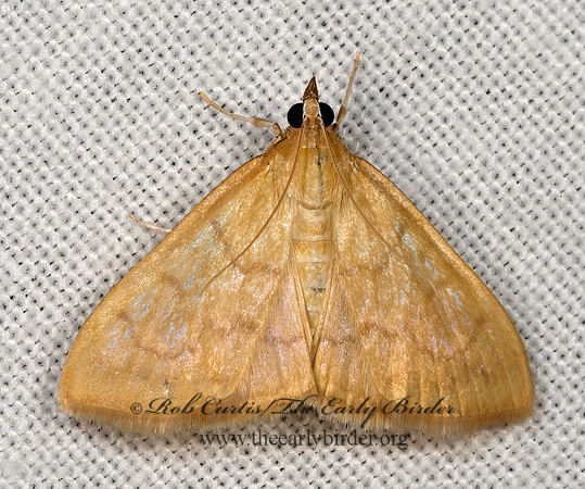 Hahncappsia mancalis  PYRAUSTINAE CRAMBID MOTH 3030759z