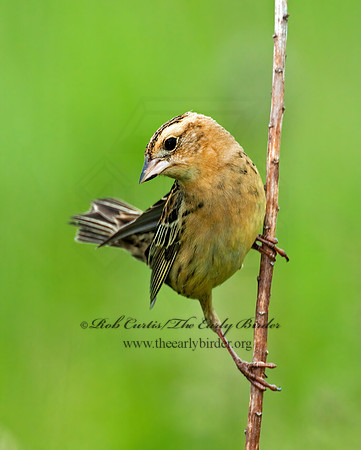 Dolichonyx oryzivorus  BOBOLINK 3008380z