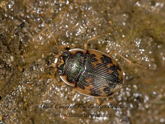 Omophron americanum 8014901z