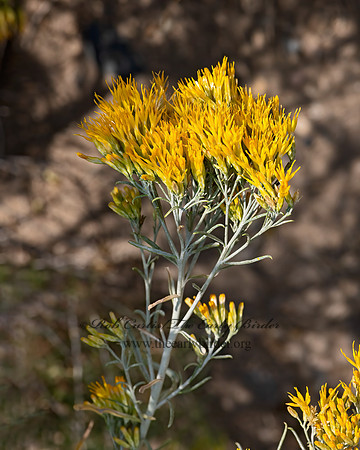Ericameria nauseosa  RUBBER RABBITBRUSH 3025048z
