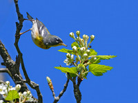 Setophaga americana NORTHERN PARULA 3019136z