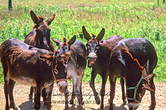 Equus asinus  DONKEY 283931z