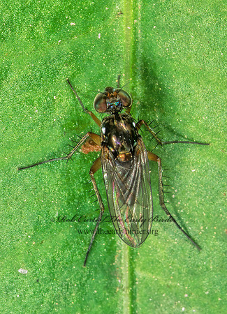 Pelastoneurus vagans  LONGLEGGED FLY  200423z