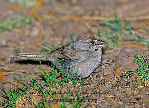 Aimophila ruficeps  RUFOUS-CROWNED SPARROW  92430z