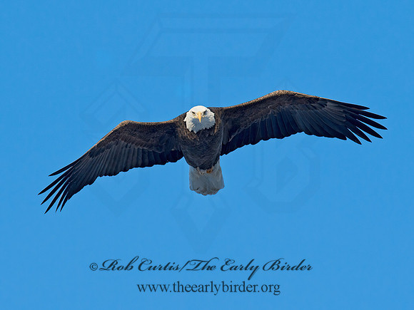 Haliaeetus leucocephalus  BALD EAGLE 9018585z