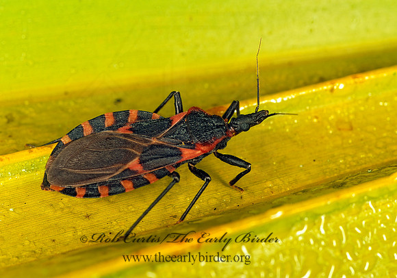 Triatoma sanguisuga 262224z