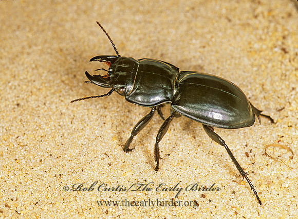 Pasimachus strenuus PEDUNCULATE GROUND BEETLE 262208z