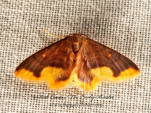 Lophosis labeculata  STAINED LOPHOSIS 9050385z