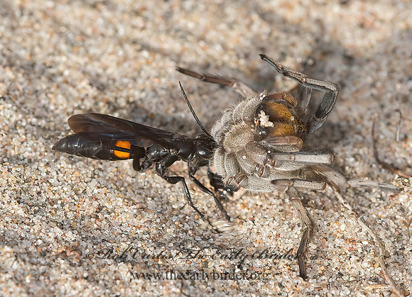 Anoplius semicinctus  POMPILINAE SPIDER WASP 9040812z